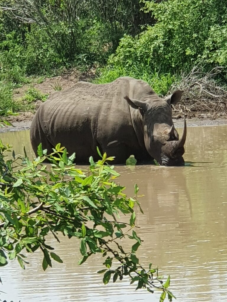 Neushoorn