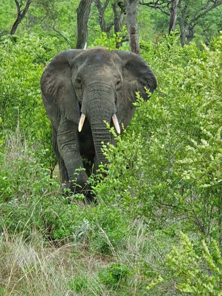 Olifant