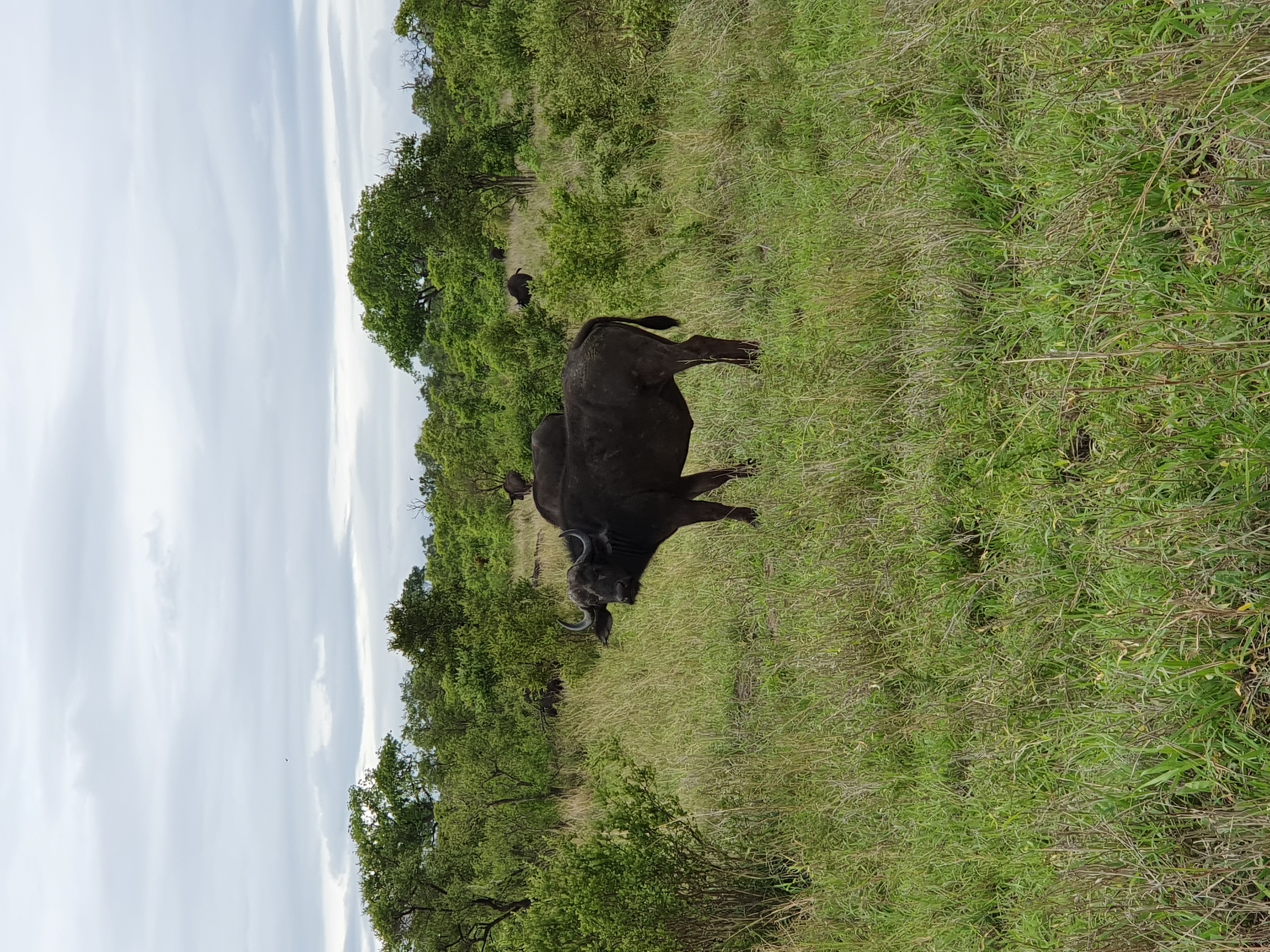 Buffel