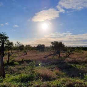 Zonsopkomst in het Kruger NAtional Park