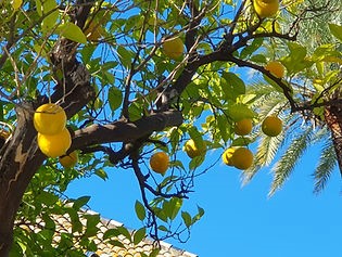 Sinaasappelboom