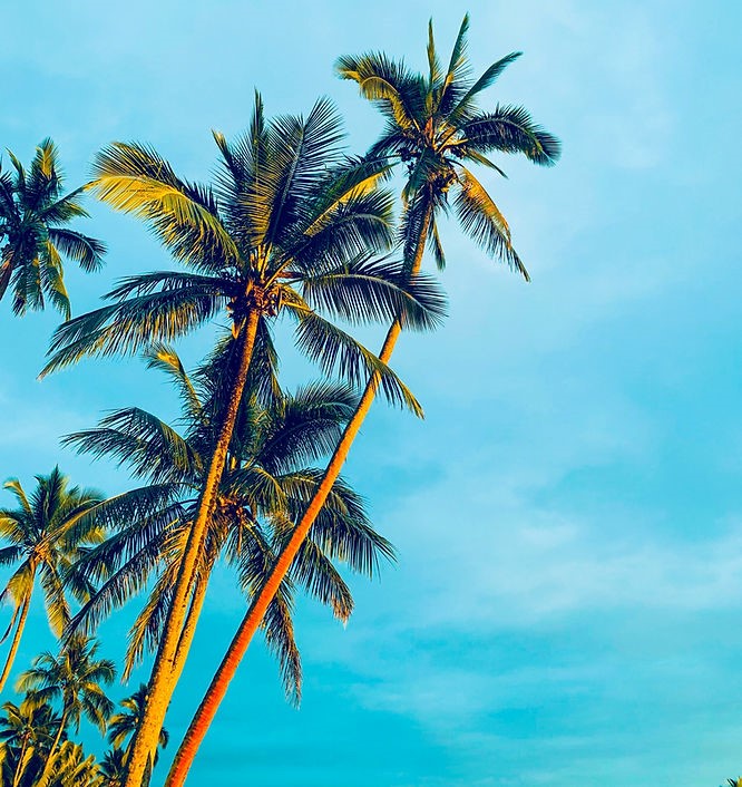 Palmbomen